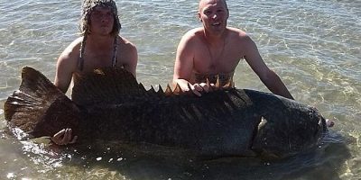10kg grouper.jpg